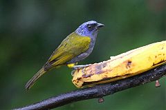 Blue-capped Tanager